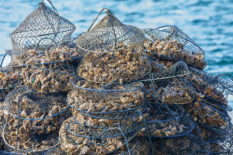 牡蠣の引き上げ