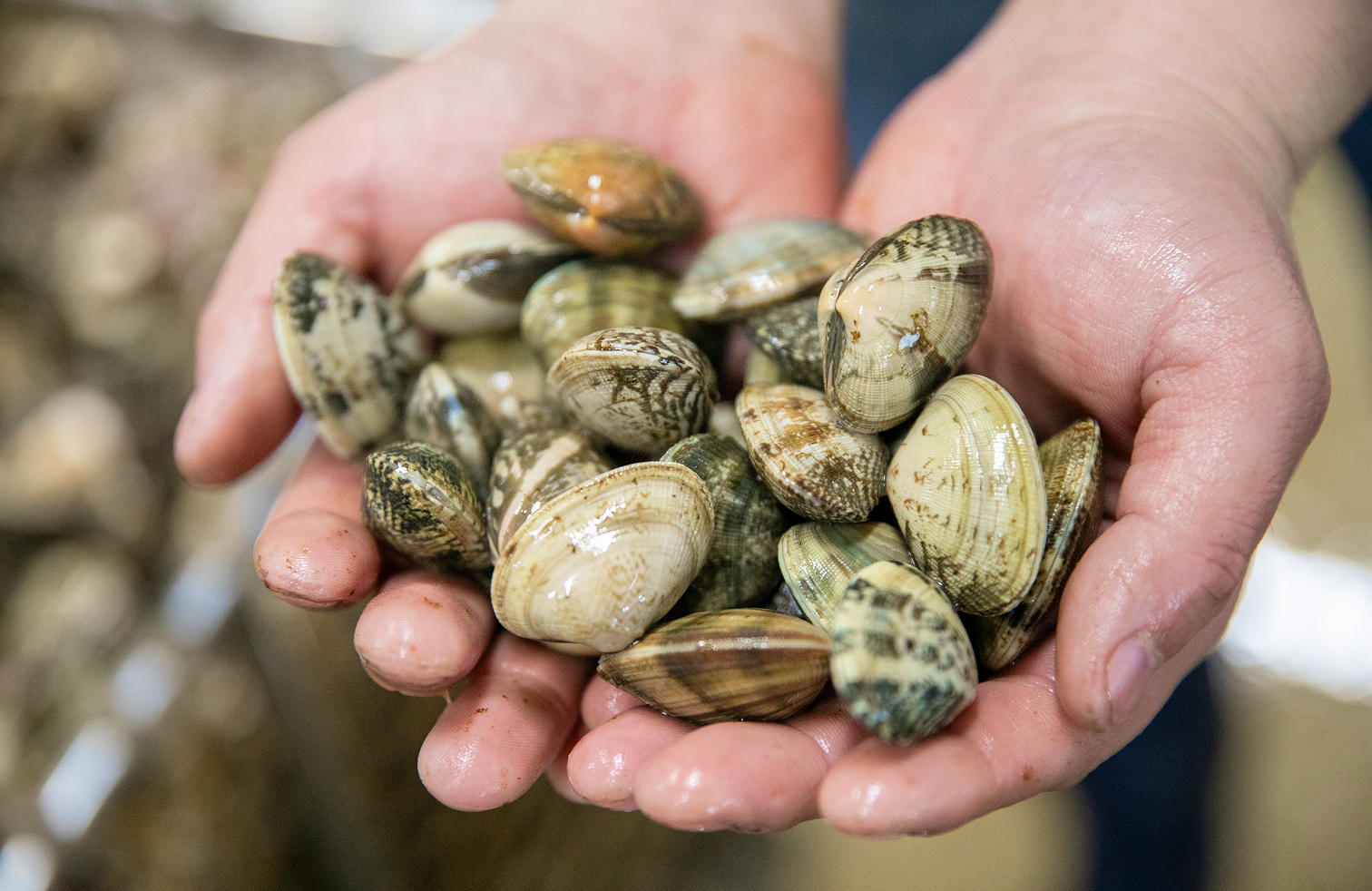 アサリを持つ手