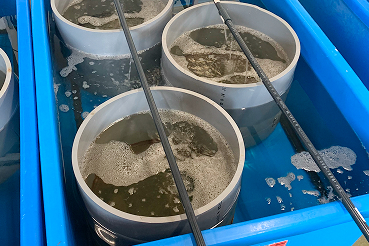 採卵・陸上養殖