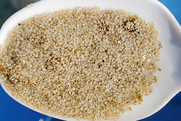 アサリを海へ帰す