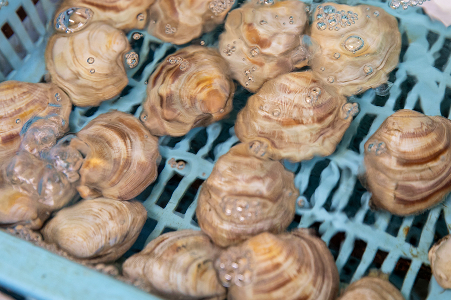 牡蠣